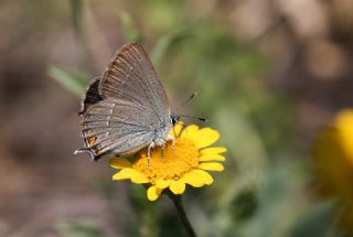 Minik Sevbeni (Satyrium acaciae)