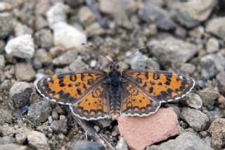 Gzel parhan (Melitaea trivia)