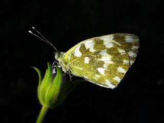 Yeni Beneklimelek (Pontia edusa)