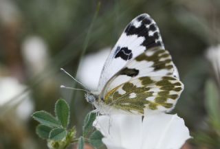 Yeni Beneklimelek (Pontia edusa)