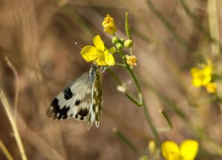 Yeni Beneklimelek (Pontia edusa)