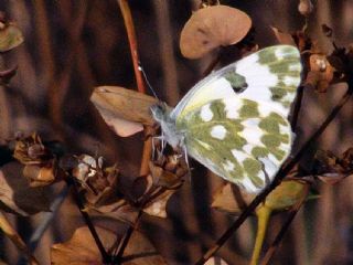 Yeni Beneklimelek (Pontia edusa)