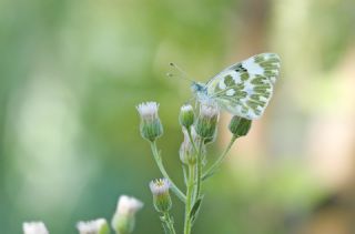 Yeni Beneklimelek (Pontia edusa)