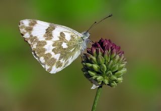 Yeni Beneklimelek (Pontia edusa)