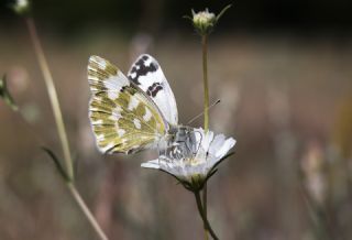 Yeni Beneklimelek (Pontia edusa)