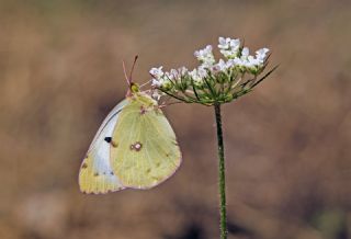 Sar Azamet (Colias croceus)