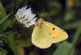 Sar Azamet (Colias croceus)