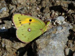 Sar Azamet (Colias croceus)