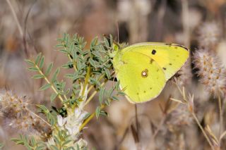 Sar� Azamet&nbsp;(Colias&nbsp;croceus)