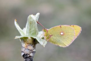 Sar Azamet (Colias croceus)