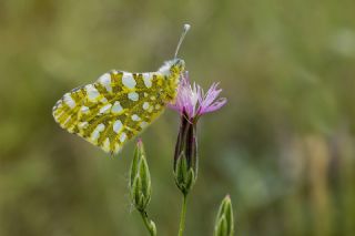 Da Oykls (Euchloe ausonia)