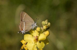Gzel Sevbeni (Satyrium spini)