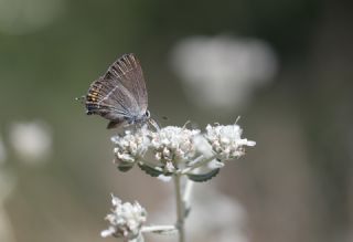 Gzel Sevbeni (Satyrium spini)