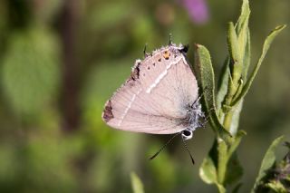 Gzel Sevbeni (Satyrium spini)