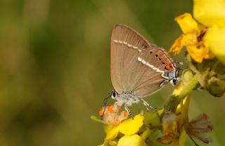 Gzel Sevbeni (Satyrium spini)