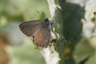 Byk Sevbeni (Satyrium ilicis)