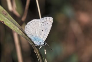 �okg�zl� Dafnis&nbsp;(Polyommatus&nbsp;daphnis)