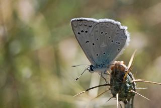 okgzl Dafnis (Polyommatus daphnis)