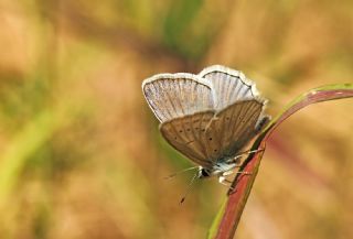 �okg�zl� Dafnis&nbsp;(Polyommatus&nbsp;daphnis)