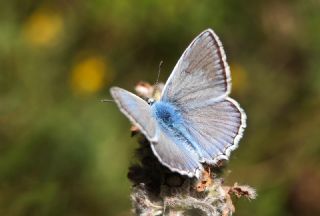 okgzl Dafnis (Polyommatus daphnis)