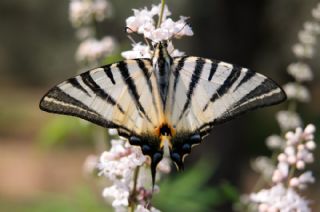 Erik Krlangkuyruk (Iphiclides podalirius)