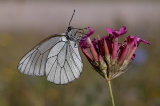 Al Beyaz (Aporia crataegi)