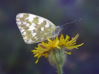 Yeni Beneklimelek (Pontia edusa)