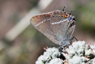 Gzel Sevbeni (Satyrium spini)