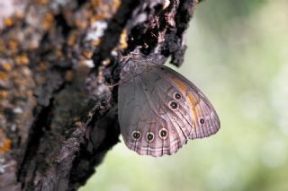 Aa Esmeri (Kirinia roxelana)