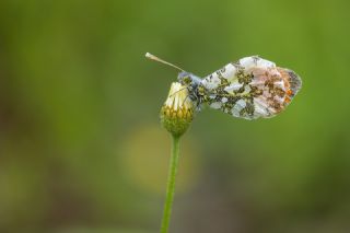 Turuncu Ssl (Anthocharis cardamines)