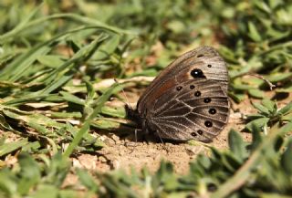 Uygur Gzelesmeri (Proterebia afra)