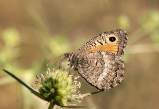 Seyit (Arethusana arethusa)