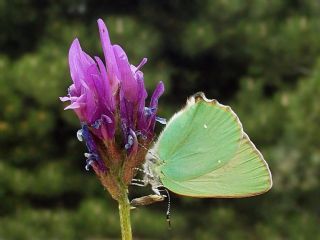 Zmrt (Callophrys rubi)