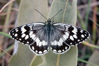 Anadolu Melikesi (Melanargia larissa)