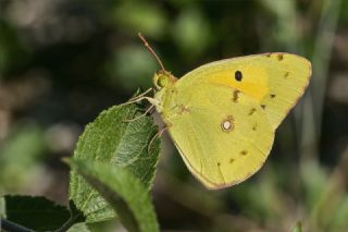 Sar Azamet (Colias croceus)