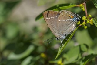 Gzel Sevbeni (Satyrium spini)