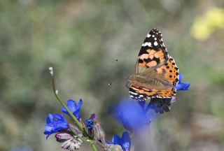 Diken Kelebei (Vanessa cardui)