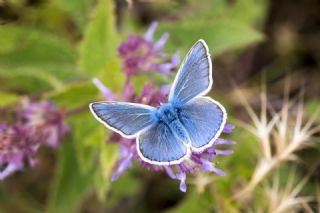 okgzl Amanda (Polyommatus amandus)
