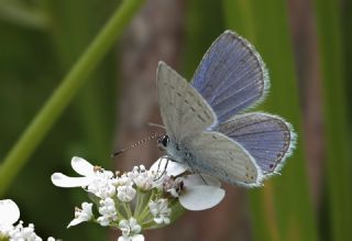 Fransz Everesi (Cupido alcetas)