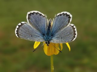 Himalaya Mavisi (Pseudophilotes vicrama)