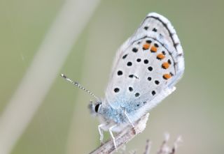 Himalaya Mavisi (Pseudophilotes vicrama)