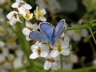 Himalaya Mavisi (Pseudophilotes vicrama)