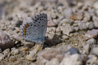 Himalaya Mavisi&nbsp;(Pseudophilotes&nbsp;vicrama)