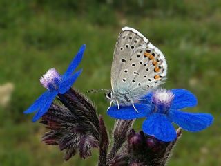 Himalaya Mavisi (Pseudophilotes vicrama)