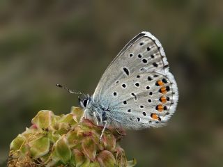 Himalaya Mavisi (Pseudophilotes vicrama)