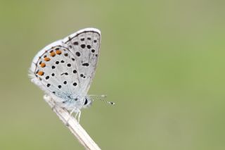 Himalaya Mavisi (Pseudophilotes vicrama)