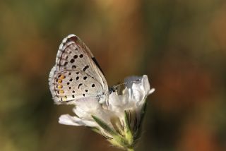 Himalaya Mavisi (Pseudophilotes vicrama)