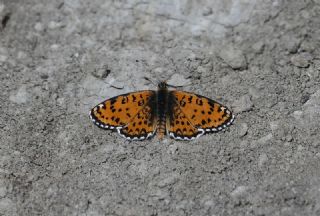 Gzel parhan (Melitaea trivia)
