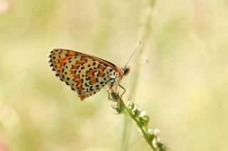 Gzel parhan (Melitaea syriaca)