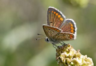 okgzl Esmer (Aricia agestis)